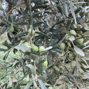 Zeytin 2